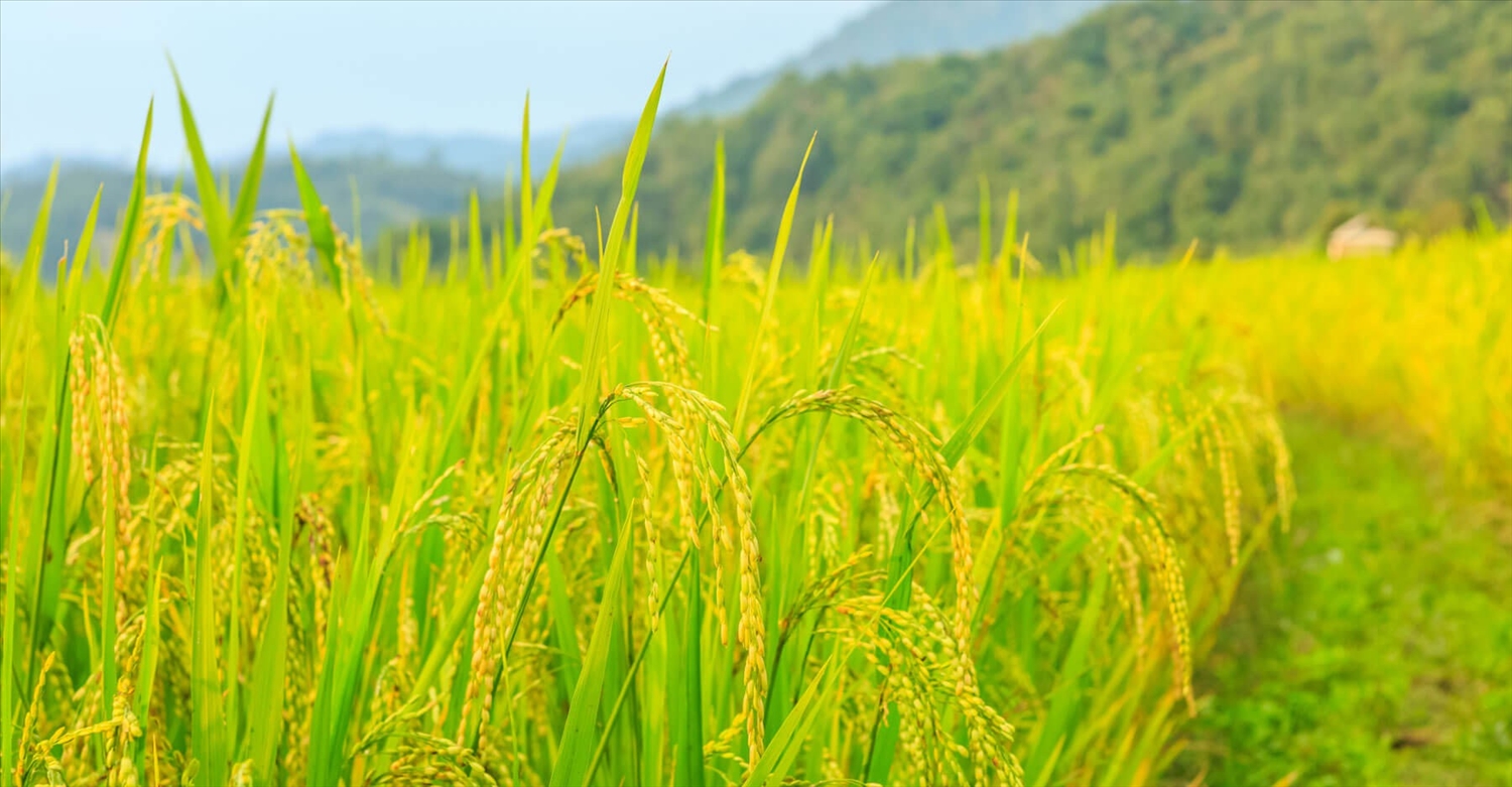 Xử phạt hành chính vì xây nhà trên đất trồng lúa